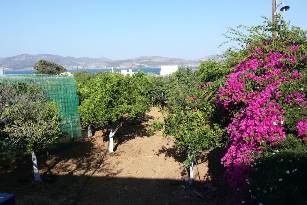 Villa Gardenparadise Sifnaios In Paros Exterior foto